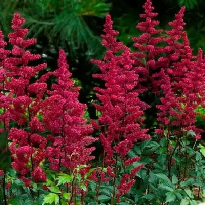 Астильба БУРГУНДИ РЕД Арендса в Волковыске