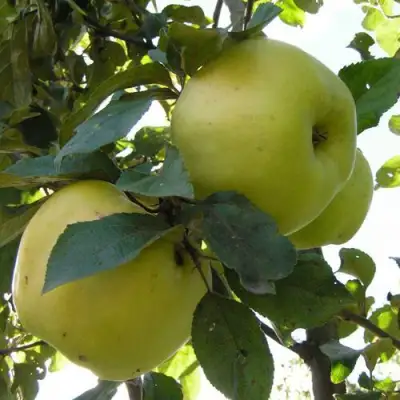 Яблоня АНТОНОВКА ОБЫКНОВЕННАЯ в Волковыске