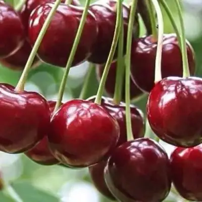 Вишня УЙФЕХЕРТОЙ ФЮРТОШ в Волковыске