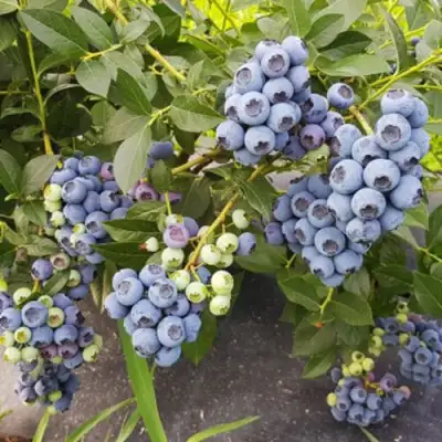 Голубика ОСОРНО в Волковыске