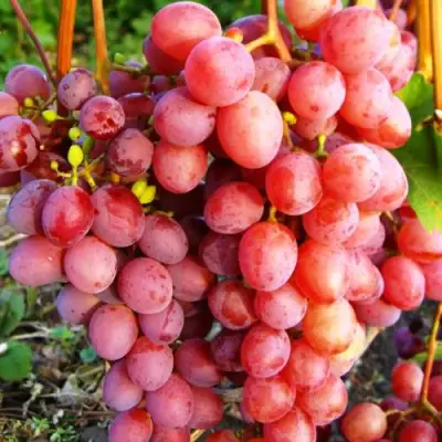Виноград КИШМИШ КРАСНЫЙ в Волковыске