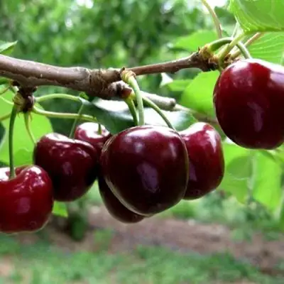 Вишня МОРОЗОВКА в Волковыске