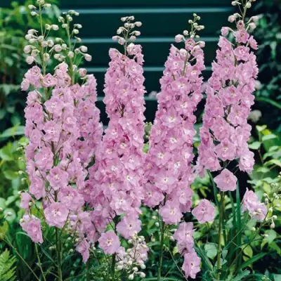 Дельфиниум ПЕТТИКОУТ гибридный в Волковыске