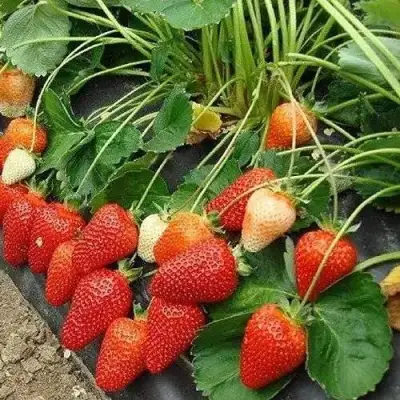 Клубника РОКСАНА в Волковыске