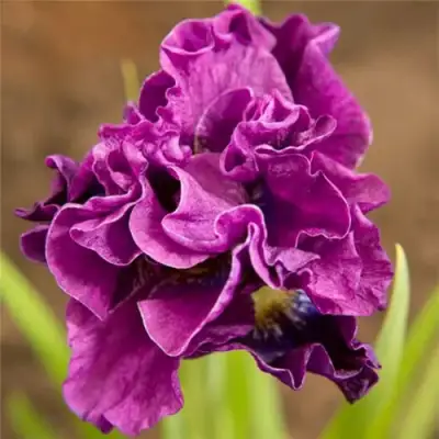 Ирис БАНДЛ ОВ ДЖОЙ сибирский в Волковыске