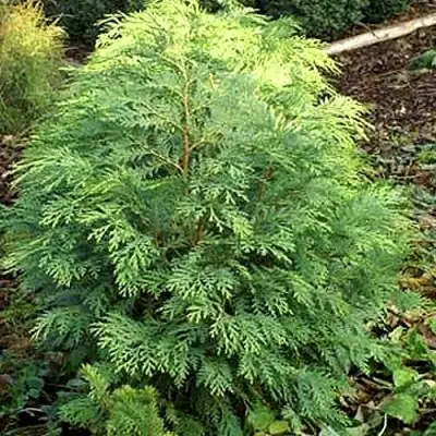 Кипарисовик САНКИСТ лавсона в Волковыске