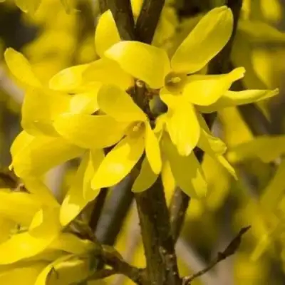 Форзиция ТАРАНДТ промежуточная в Волковыске