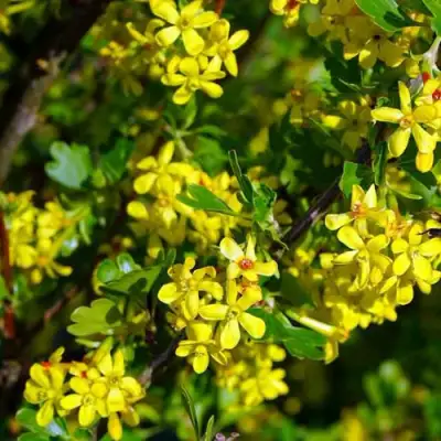 Смородина золотистая ВИШНЕВАЯ в Волковыске