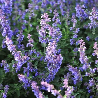 Котовник СИКС ХИЛЛС ГИАНТ в Волковыске