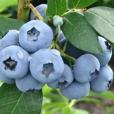 Голубика БЛЮЭТТА в Волковыске