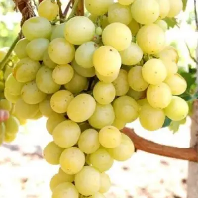 Виноград ТАЛИСМАН в Волковыске