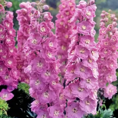 Дельфиниум ДЕЛЬФИС ПИНК ПАУЭ высокий в Волковыске