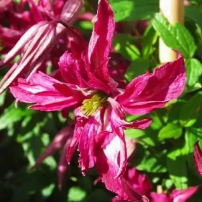 Клематис РОЗАЛИН в Волковыске