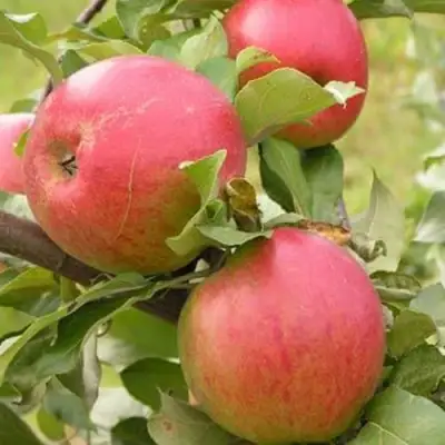 Яблоня АУКСИС в Волковыске