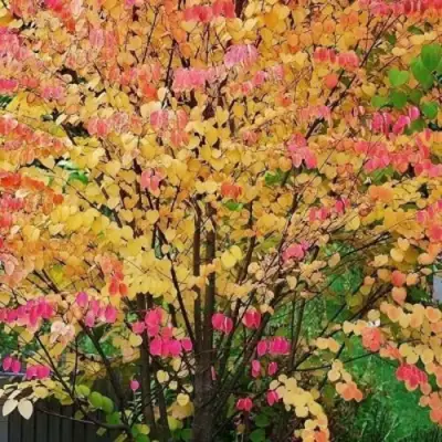 БАГРЯННИК японский в Волковыске