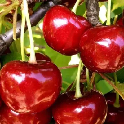 Черешня МИНЧАНКА в Волковыске