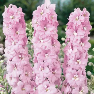 Дельфиниум ПЕТТИКОУТ гибридный в Волковыске