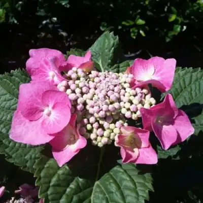 Гортензия БЛАУМАЙС (БЛАУМАЙЗЕ) крупнолистная в Волковыске