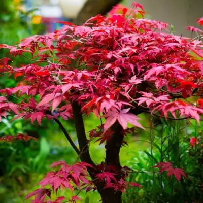 Клен дланевидный АТРОПУРПУРЕУМ в Волковыске