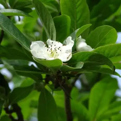 МУШМУЛА  в Волковыске