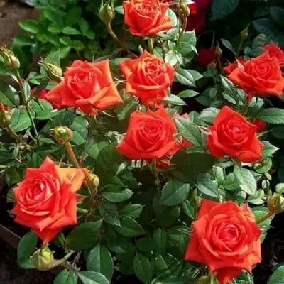 Роза ОРАНЖ ДЖЕВЕЛ миниатюрная в Волковыске