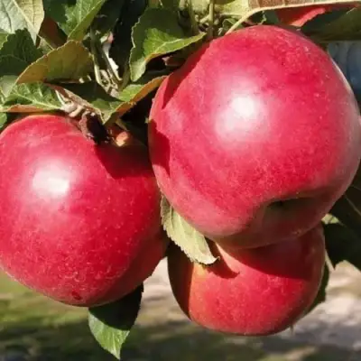 Яблоня РУБИН в Волковыске