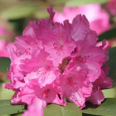 Рододендрон ЛУМИНА в Волковыске