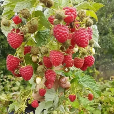 Малина ТАДМОР в Волковыске