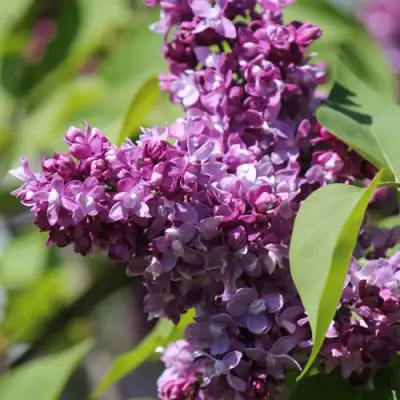 Сирень ИЗОБИЛИЕ в Волковыске