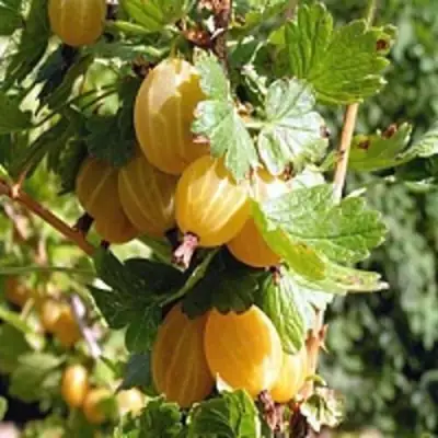 Крыжовник КУРШУ ДЗИНТАРС  в Волковыске