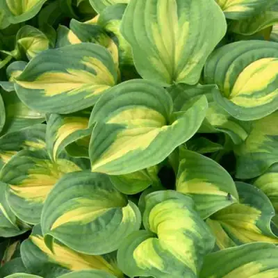 Хоста ЭМЕРАЛЬД ЧАРДЖЕР гибридная в Волковыске