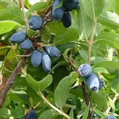 Жимолость съедобная НАРЫМСКАЯ в Волковыске