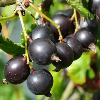 ЙОШТА в Волковыске