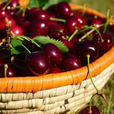 Вишня НЕСВИЖСКАЯ в Волковыске