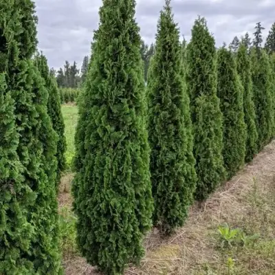 Туя ДЕГРУТ СПАЙР западная в Волковыске