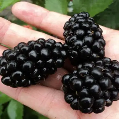 Ежевика ПОЛАР бесшипная  в Волковыске