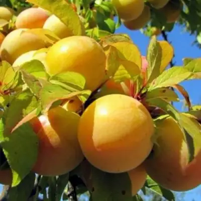 Слива МЕДОВАЯ ЖЁЛТАЯ в Волковыске