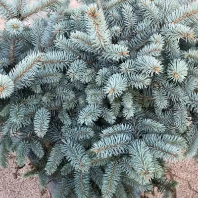 Ель ГЛАУКА колючая в Волковыске