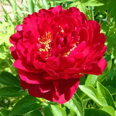 Пион ХРАБРЫЙ ВОИН травянистый в Волковыске