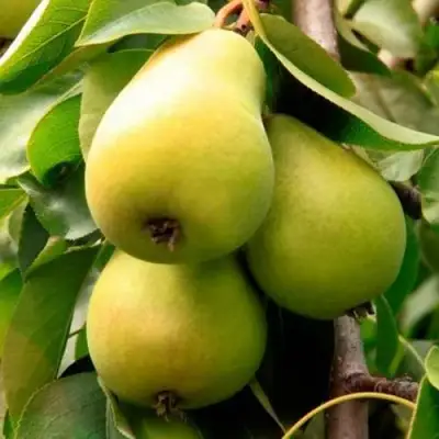 Груша НЕЖНОСТЬ колонновидная	 в Волковыске