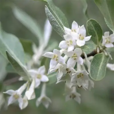 ЛОХ СЕРЕБРИСТЫЙ в Волковыске