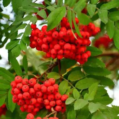 Рябина ОБЫКНОВЕННАЯ в Волковыске