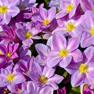 Клематис ЧЕЙНДЖ ОФ ХАРТ в Волковыске