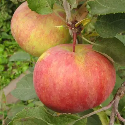 Яблоня ПЕРВОУРАЛЬСКОЕ в Волковыске