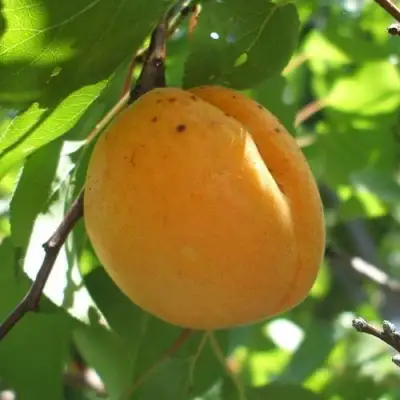 Абрикос ОРЛОВЧАНИН  в Волковыске