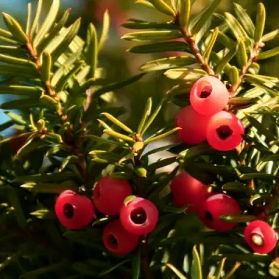 Тис ЭЛЕГАНТИССИМА ягодный в Волковыске