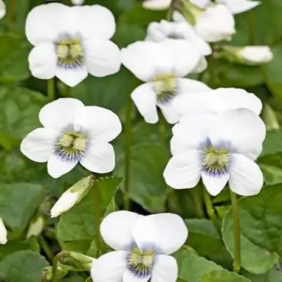 Фиалка АЛЬБИФЛОРА сестринская в Волковыске