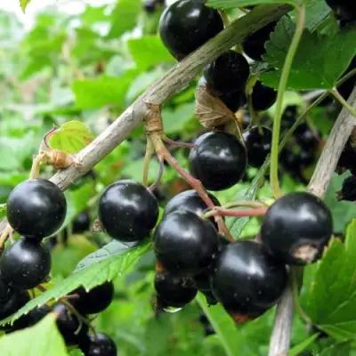 Смородина чёрная ЧЁРНЫЙ АИСТ в Волковыске