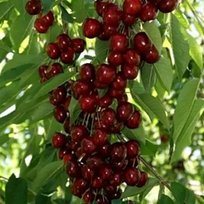 Черешня ХЕЛЕНА колоновидная в Волковыске