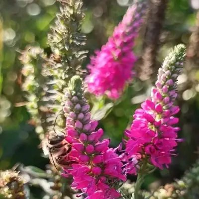 Вероника РОЗЕА колосковая в Волковыске